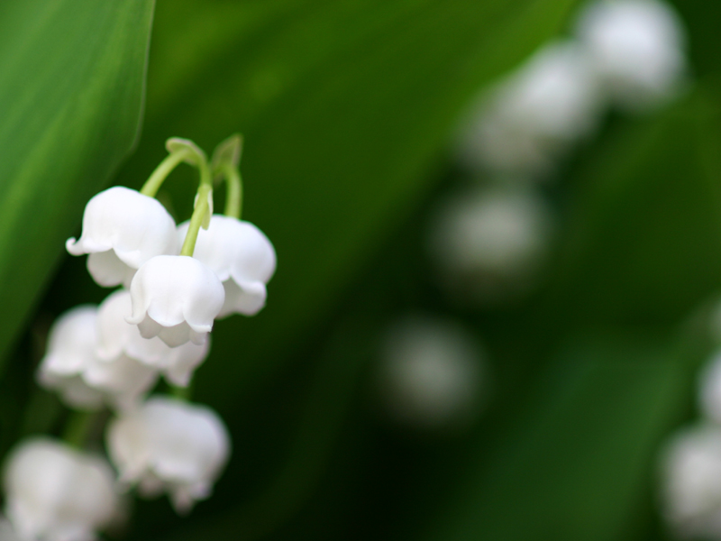 すずらんの日 Jour De Muguet ことわざ英語かるた Wonderrabbitclub